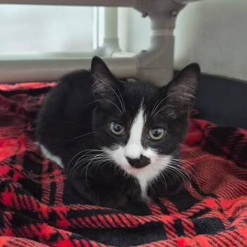 Pistachio Mustachio 29722 -  Domestic Short Hair Cat for Adoption in Middleburg, Florida - Pistachio Mustachio 29722 | PetCurious