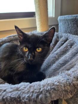 Kayda -  Domestic Short Hair Cat for Adoption in Yankton, South Dakota - Kayda | PetCurious