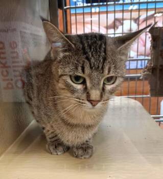 Rescue Tabby Cats for Adoption in Lawton, Oklahoma - PEARL | PetCurious