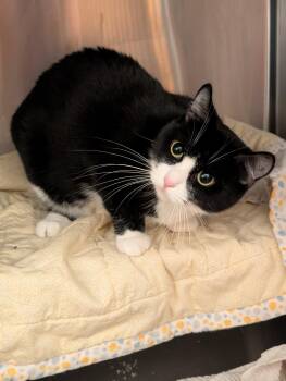 Oreo *needs foster or adopter* -  Domestic Short Hair and Tuxedo Cat for Adoption in Minneapolis, Minnesota - Oreo *needs Foster Or Adopter* | PetCurious