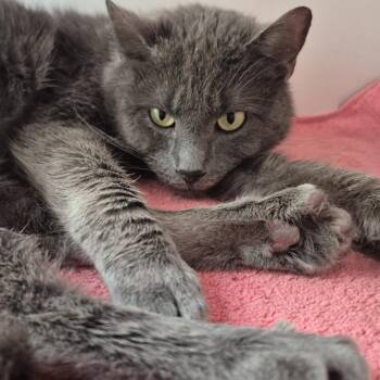 Domestic Short Hair Cats Available for Adoption - Lynx | PetCurious