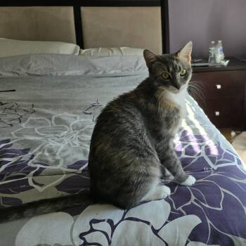 Macy -  Dilute Tortoiseshell Cat for Adoption in Woodbridge Township, New Jersey - Macy | PetCurious