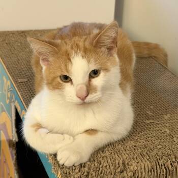 Pumpkin -  Tabby and Domestic Short Hair Cat for Adoption in UNIVERSITY PA, Maryland - Pumpkin | PetCurious