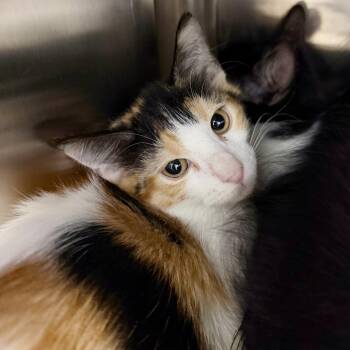 Halo -  Domestic Short Hair Cat for Adoption in Las Vegas, Nevada - Halo | PetCurious