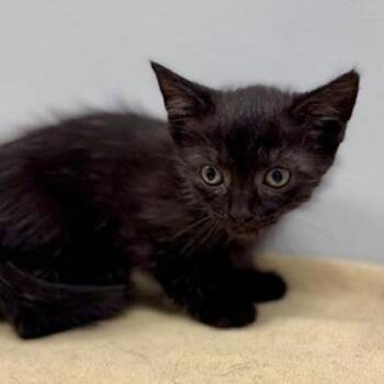 Starling -  Domestic Short Hair Cat for Adoption in New York, New York - Starling | PetCurious