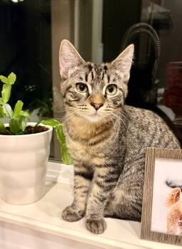 Gino -  Domestic Short Hair and Tabby Cat for Adoption in Pasco, Washington - Gino | PetCurious