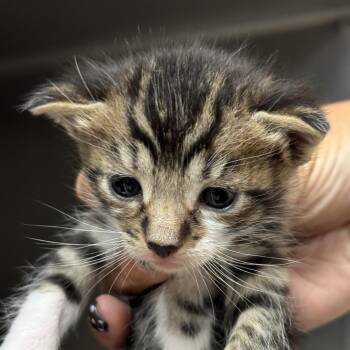 Dutch -  Domestic Short Hair Cat for Adoption in Goleta, California - Dutch | PetCurious