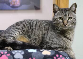 Domestic Short Hair Cats Available for Adoption in Portage, Wisconsin - Leon | PetCurious