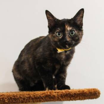 Dolly -  Tortoiseshell Cat for Adoption in Newport Beach, California - Dolly | PetCurious