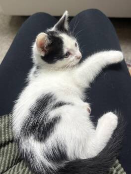 Domestic Medium Hair Cats Available for Adoption - Bubbles | PetCurious