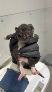 Domestic Short Hair Cats Available for Adoption in Sevierville, Tennessee - Summerlin | PetCurious