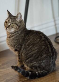 Rescue Domestic Short Hair Cats for Adoption in Ottawa, Ontario - Chiloh (M) Brown Tabby 1 To 2 Yrs Old | PetCurious
