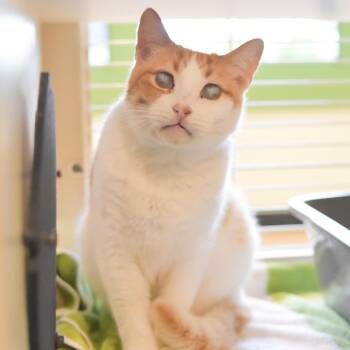 Gilligan -  Domestic Short Hair Cat for Adoption in Kailua-kona, Hawaii - Gilligan | PetCurious