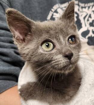 Waldo -  Domestic Short Hair Cat for Adoption in Vancouver, Washington - Waldo | PetCurious