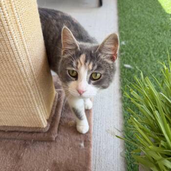 Domestic Short Hair Cats Available for Adoption in Warren, Ohio - Missy | PetCurious