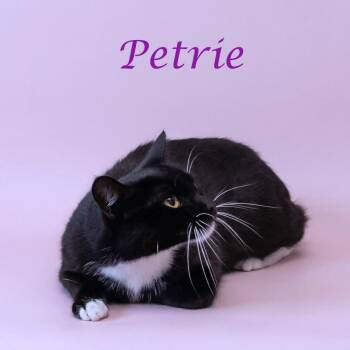 Petrie C23-007 -  Domestic Short Hair and Mixed Breed Cat for Adoption in Lebanon, Tennessee - Petrie C23-007 | PetCurious