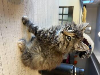 Katie -  Domestic Long Hair Cat for Adoption in Richmond, Virginia - Katie | PetCurious