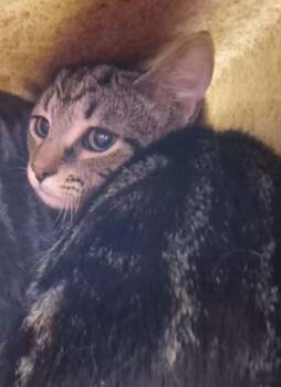 Domestic Short Hair Cats Available for Adoption in Hagerstown, Maryland - NEW HORIZONS | PetCurious