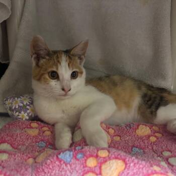 Camelia -  Domestic Short Hair Cat for Adoption in Pasadena, California - Camelia | PetCurious
