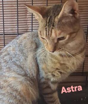 Astra -  Domestic Short Hair Cat for Adoption in Longwood, Florida - Astra | PetCurious