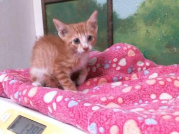GUIDO -  Domestic Short Hair Cat for Adoption in Houston, Texas - GUIDO | PetCurious