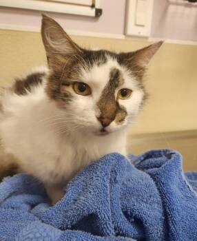 Domestic Medium Hair Cats Available for Adoption - Ed | PetCurious