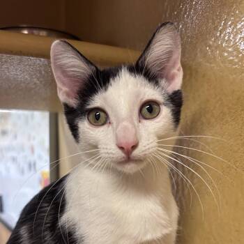 Toulouse -  Domestic Short Hair Cat for Adoption in Sonora, California - Toulouse | PetCurious