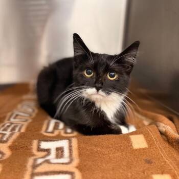Reginald -  Domestic Short Hair Cat for Adoption in Spokane, Washington - Reginald | PetCurious