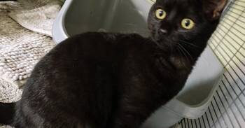 Domestic Short Hair Cats Available for Adoption - Thunder | PetCurious
