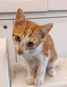Megatron -  Domestic Short Hair Cat for Adoption in Kansas City, Missouri - Megatron | PetCurious