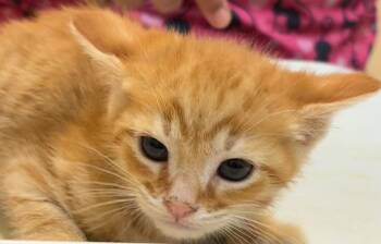 Domestic Short Hair Cats Available for Adoption in Elizabethton, Tennessee - BETA | PetCurious