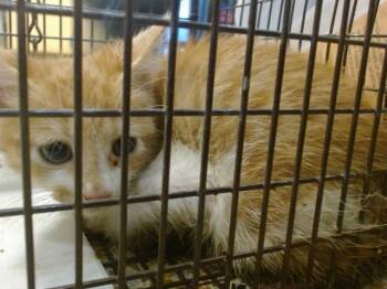 Rescue Domestic Short Hair Cats for Adoption in Doral, Florida - BREEZY | PetCurious