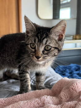 Rescue Domestic Short Hair Cats for Adoption - Cherry | PetCurious