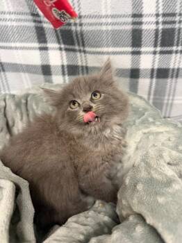 SIMBA -  Domestic Medium Hair Cat for Adoption in Algona, Iowa - SIMBA | PetCurious