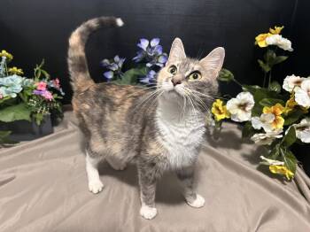 Penny -  Dilute Calico and Domestic Short Hair Cat Available for Adoption in Fayetteville, Georgia - Penny | PetCurious