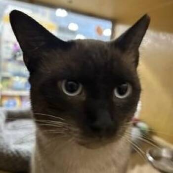 Yoshi -  Siamese Cat for Adoption in Phoenix, Arizona - Yoshi | PetCurious