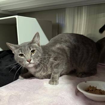 Domestic Short Hair Cats Available for Adoption - Peaches | PetCurious