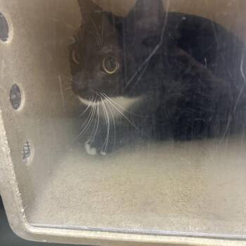 CATharine -  Domestic Short Hair Cat for Adoption in Philadelphia, Pennsylvania - CATharine | PetCurious