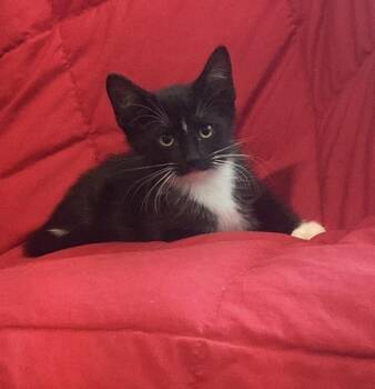 Johnny Cage Kombat -  Domestic Short Hair Cat for Adoption in Chandler, Arizona - Johnny Cage Kombat | PetCurious