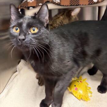 Domestic Short Hair Cats Available for Adoption - Gemini | PetCurious