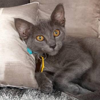 AUGUST -  Domestic Short Hair Cat for Adoption in St. Louis, Missouri - AUGUST | PetCurious