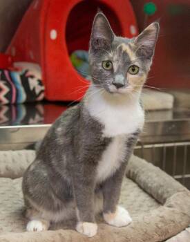 Rescue Domestic Short Hair Cats for Adoption in Elmwood Park, New Jersey - Tessa | PetCurious