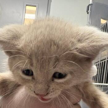 Carla -  Domestic Short Hair Cat for Adoption in Taos, New Mexico - Carla | PetCurious