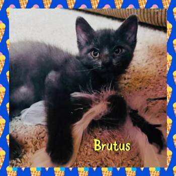 Brutus -  Domestic Short Hair Cat for Adoption in Red Lodge, Montana - Brutus | PetCurious