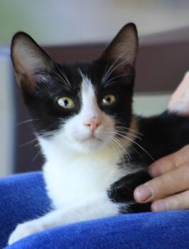 Pops -  Domestic Short Hair Cat for Adoption in North Fort Myers, Florida - Pops | PetCurious