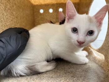 CARLITA -  Domestic Short Hair Cat for Adoption in Antioch, California - CARLITA | PetCurious