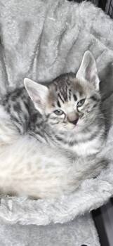 white collar -  Bengal Cat for Sale in La Vergne, Tennessee - White Collar | PetCurious