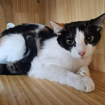 Ginger Ale -  Domestic Short Hair Cat for Adoption in Corydon, Indiana - Ginger Ale | PetCurious