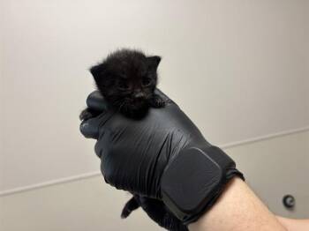 ICE -  Domestic Short Hair Cat for Adoption in Rowlett, Texas - ICE | PetCurious