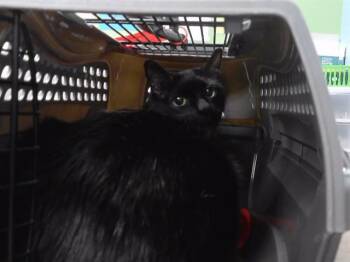 NEBBY -  Domestic Medium Hair and Domestic Short Hair Cat for Adoption in Omaha, Nebraska - NEBBY | PetCurious